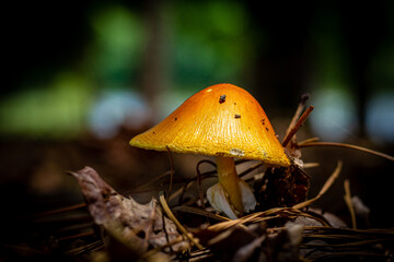 Orange Capped Mushroom growing through pine straw