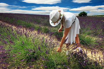 Girl in lavender in south of France - 444480866