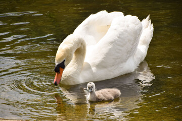 A mute swan and cygnet in St James's Park, Central London.