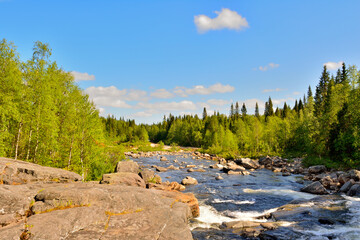 forest in the mountains