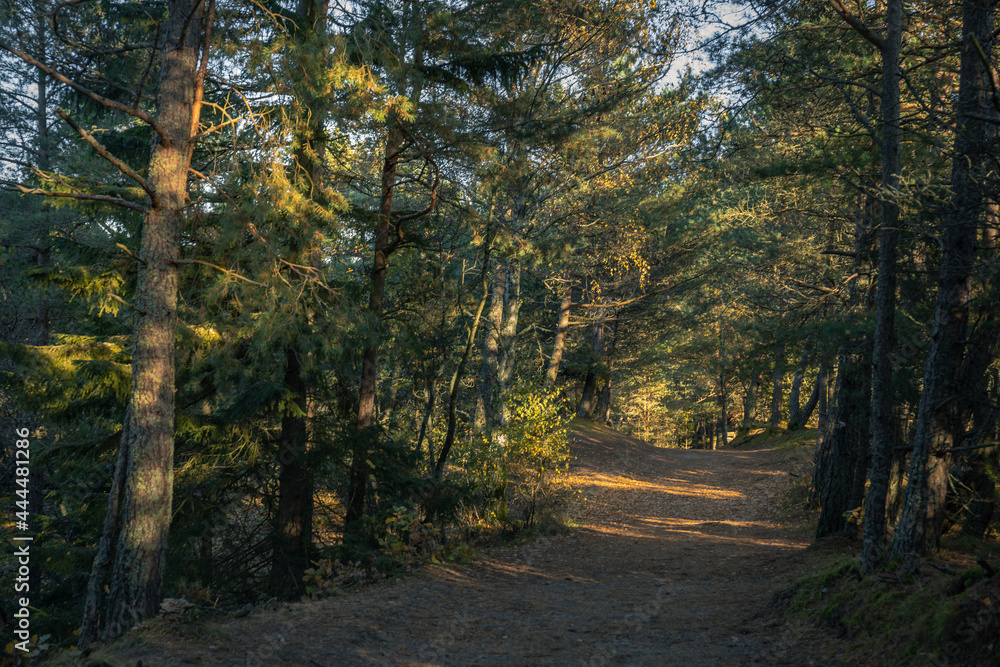 Wall mural mystical landscape with a sunny road in the forest on the curonian spit