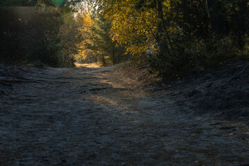 mystical landscape with a sunny road in the forest on the Curonian Spit