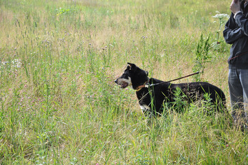 a walk with a large black piebald domestic dog in a field in the village in summer grasses, cereals and flowers