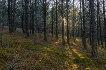 coniferous forest on the Curonian Spit in the rays of the sun