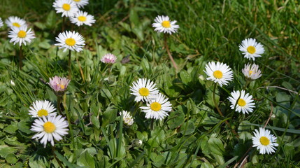 Fototapeta premium Field of daisy and dandelion flowers in sunny day. Summer flower close up. Selective focus.