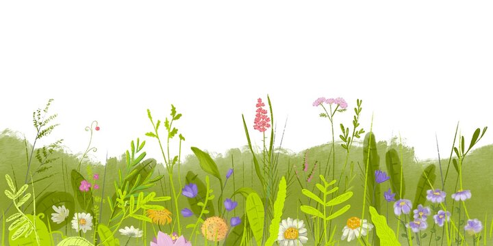 Grass. Floral background. Horizontal border with grass and summer flowers on white background. Meadow landscape. Jpeg illustration.