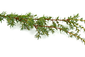 Evergreen Juniper twig isolated on white background.