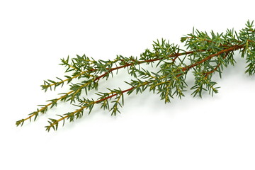 Evergreen Juniper twig isolated on white background.