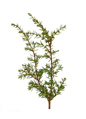Evergreen Juniper twig isolated on white background.