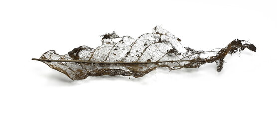 skeleton leaves and translucent texture background.airy blade bright brittle clear cobweb crystalline dead delicate design diaphanous dry fine fine-spun fragile frail framework gauzy macro.