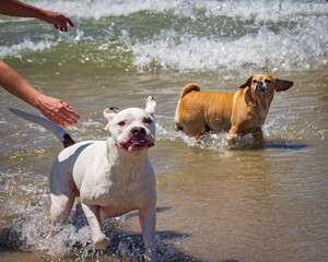Dogs enjoying life playing at the beach