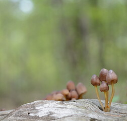 Mycena renati, commonly known as the beautiful bonnet is a species of mushroom in the family Mycenaceae. The world of mushrooms.
