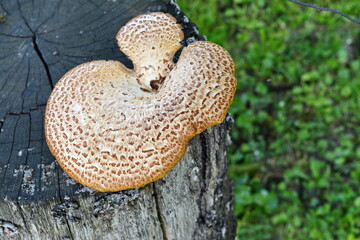 Cerioporus squamosus aka Polyporus squamosus mushroom grows on tree trunk in forest. 