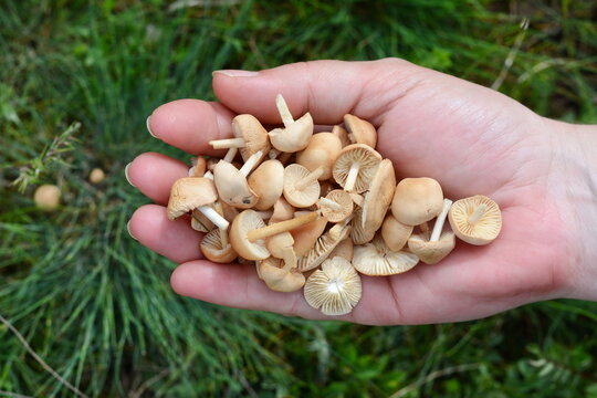 Hand holding  Scotch bonnet  mushrooms (Marasmius oreades), wild mushrooms season
