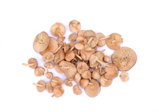 Fresh raw Scotch bonnet mushrooms close up isolated on white background. Scotch bonnet mushrooms.