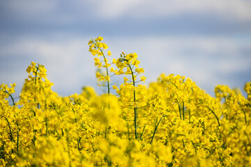 Obraz premium yellow flowers of rapeseed field 