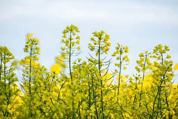 Obraz premium yellow flowers of rapeseed field 