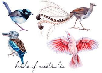 Australian bird. Isolated on a white background.