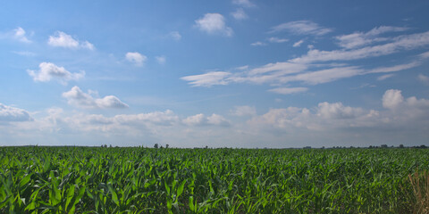 Green corn field against a blue sky with white clouds