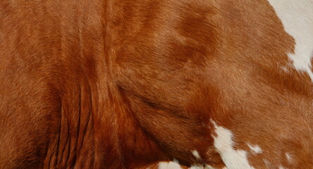 Cow fur background. Texture of a brown Cow Coat