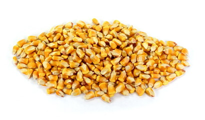 Dried corn seeds isolated on white background.
