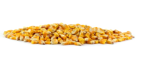 Dried corn seeds isolated on white background.