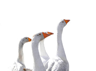 A group of white geese looking ahead. Isolated on white background.