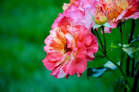Frida Kahlo Floribunda Rose. Each petal is its own unique blend of yellow, orange and red hues, so to form multicolor patterns on the flower petals.