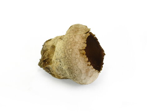 Very old cracked Mushrooms common puffball (Lycoperdon perlatum) isolated on white background. 