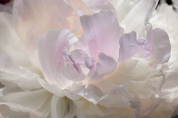 White peony petals, blurred background, macro close up. Natural defocused background. Delicate background. peony close up petals.