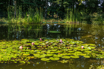 Viele Seerosen erblühen in einem kleinen Teich