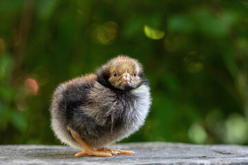Cute little chicken portrait