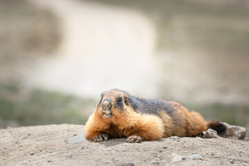 Marmot portrait in highland deosai plains . Pakistan