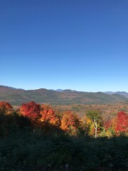 Leaf Peepin'