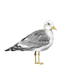 Animal illustration: seagull isolated on white