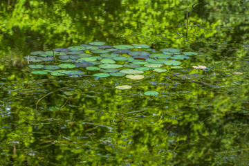 Viele Seerosen erblühen in einem kleinen Teich
