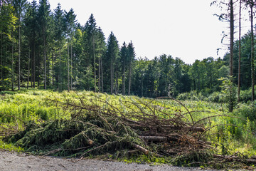 Wiederaufforstung un Wiederbegrünung im Mischwald