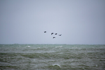 seagulls flying over the sea