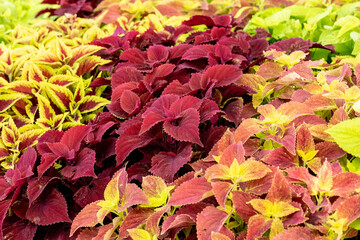 Background of green and pink Caladium plants in a garden