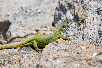 Naklejka na ściany i meble European green lizard (Lacerta viridis) sunbathing in the morning on rocks 