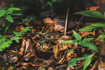 Gold lizard on ground 
