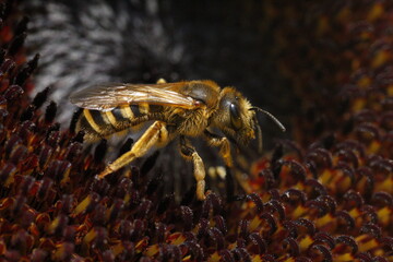 Close up of a bee on a sunflower 