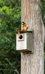Red fox squirrel Sciurus niger sitting on a birdhouse