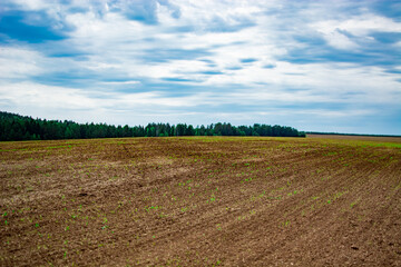 Fototapeta na wymiar Agricultural Rural scene. Agricultural field under sky. Farm and food industry.