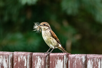 Red-backed Shrike female sitting on the wooden fence. The building block of the nest in its beak