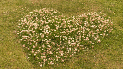 Obraz premium Clover flowers shaped on a lawn