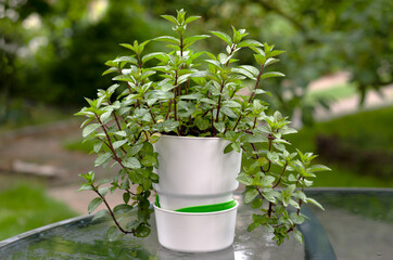 Fresh mint plant in a pot drawn smile after rain. Melissa plant growing in a flowerpot on a green Background. Peppermint, herb.
