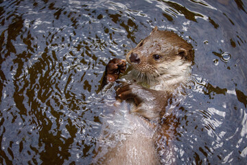 Closeup of European river otter, Lutra lutra, swimming on back in clear water. Adorable fur coat animal with long tail. Endangered fish predator in nature. Wild animal in brook. Habitat Europe, Asia.