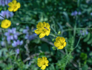 Closeup of Buttercup flowers a sunny field with yellow and purple wildflowers