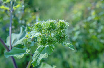 Closeup of green heads on burdock plant in spring, daytime